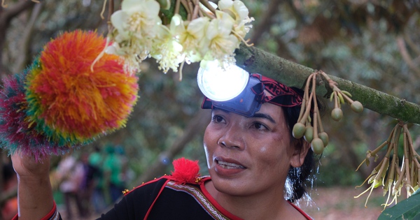 Phú Mỹ đồng hành Lễ hội sầu riêng Đắk Lắk 2026: Khởi đầu từ hoạt động thụ phấn hoa