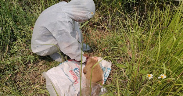 Quảng Ngãi khẩn trương khoanh vùng, kiểm soát nguy cơ dịch dại sau vụ chó tấn công nhiều người