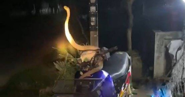 Nhìn ra sân, người đàn ông bắt gặp cảnh tượng nổi da gà trên xe máy