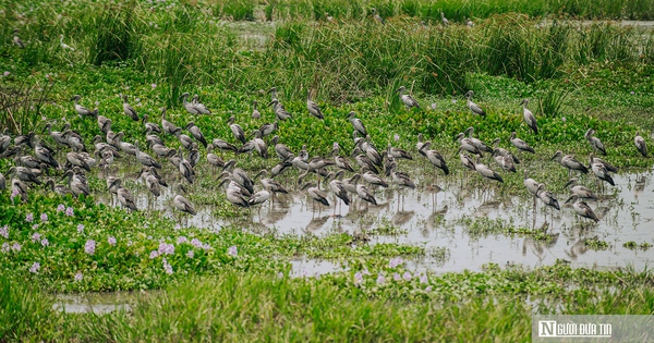 Ngắm đàn cò trong Sách Đỏ thong dong kiếm mồi trên cánh đồng ở Đắk Lắk