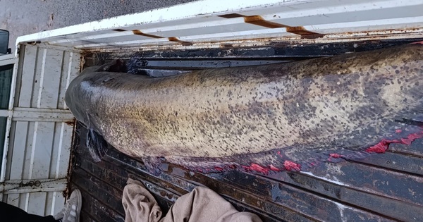 Người đàn ông bắt được con cá khổng lồ nặng 65kg trong hồ