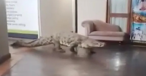 Bắt sống con cá sấu dài 3,6 mét thản nhiên đi vào nhà hàng