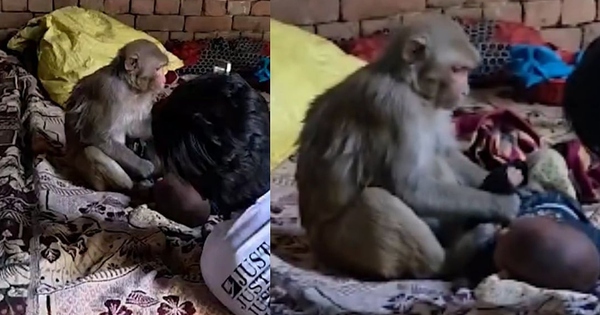 Khỉ hoang vào nhà 