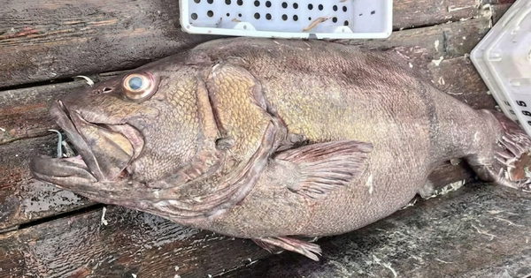 Ngư dân bắt được con cá mú khổng lồ nặng 215kg, dài 1,8 mét