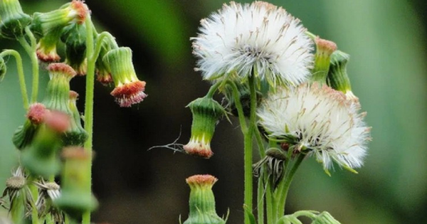 Ăn 1 mớ rau này như 