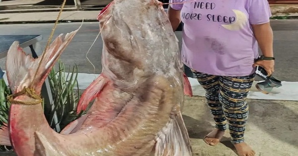 Nữ ngư dân câu được con cá khổng lồ nặng 121 kg, dài 2,28 mét