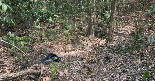 Điều tra vụ phát hiện thi thể nam giới trên bãi đất trống giữa rừng phòng hộ