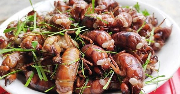 Ăn ve sầu, nam sinh 17 tuổi phải cấp cứu lúc nửa đêm