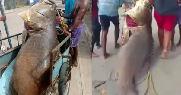 Người đàn ông bắt được con cá mú khổng lồ nặng 250kg trên biển