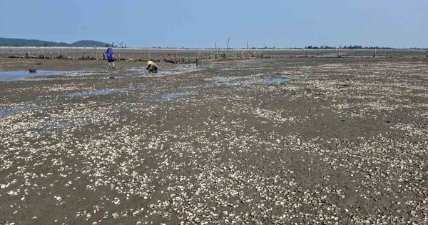 Lấy mẫu phân tích nguyên nhân ngao chết bất thường ở Hà Tĩnh
