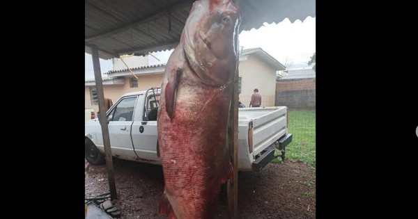 Người đàn ông câu được con cá chép khổng lồ nặng 68kg