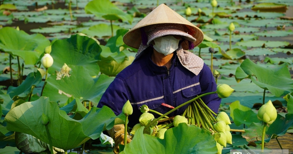 Trồng cây “nở là hái ra tiền”, cặp vợ chồng ở Nghệ An thu tiền triệu mỗi ngày