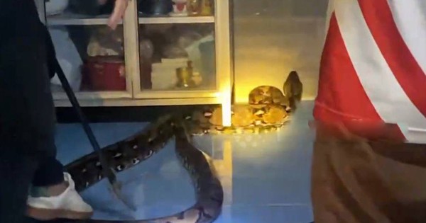 Bắt sống trăn khổng lồ dài 4,9 mét ẩn nấp trong bếp nhà dân