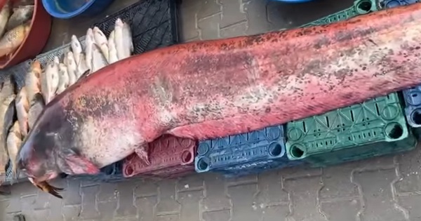 Ngư dân bắt được con cá trê khổng lồ dài 2,5 mét, nặng 150 kg
