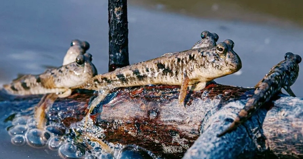 Loài cá biết leo cây, biết chạy nhảy trên cạn, là đặc sản trứ danh miền Tây