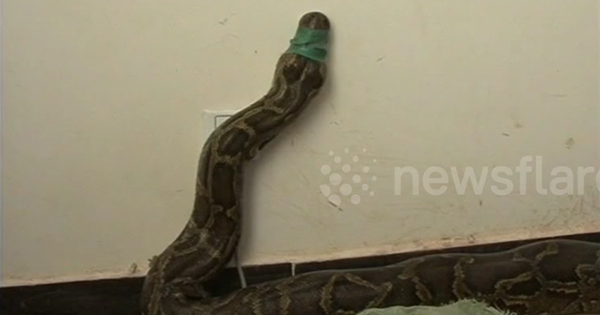 Bắt được con trăn 