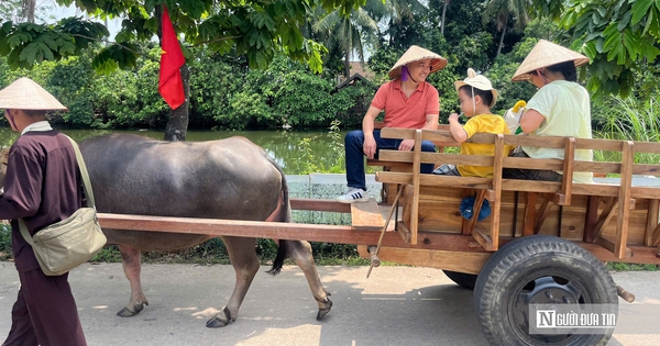 Du khách thích thú với dịch vụ xe trâu tại làng cổ Đường Lâm