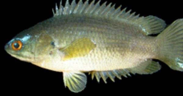 Bắt được con cá rồi ngậm trong miệng, người đàn ông tử vong thương tâm