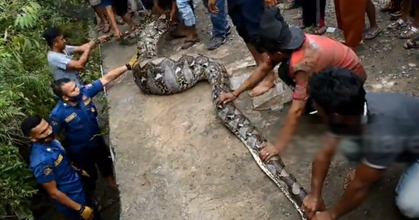 Đang đi dạo, người đàn ông bỗng “đứng hình” trước cảnh tượng rợn người, dân làng ùn ùn kéo đến xem