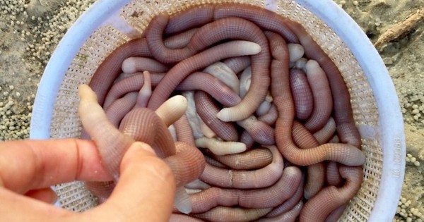 Sản vật tiến vua có giá vài triệu đồng/kg được dân địa phương gọi là 