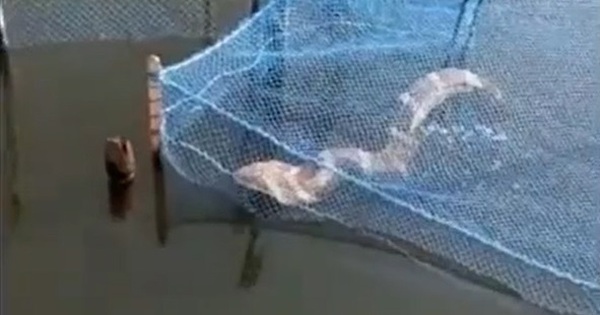 Đi kéo lưới, người đánh cá bắt gặp cảnh tượng nổi da gà