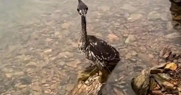 Giải cứu chim lạ mắc lưới, người đàn ông sốc nặng khi biết độ quý hiếm