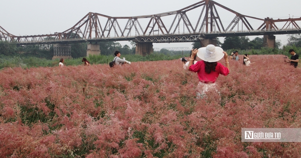 Vườn cỏ hồng dưới chân cầu Long Biên khiến du khách bất ngờ khi đến tận nơi