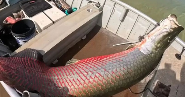 Ngư dân câu được con cá khổng lồ nặng 160 kg trên sông