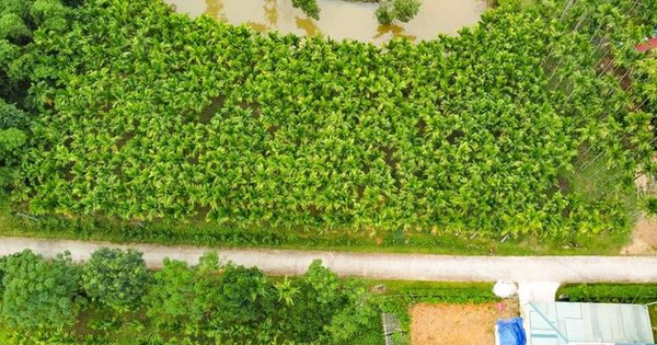 Trồng dược liệu trên thân cau, lão nông Thanh Hóa mở hướng làm kinh tế mới