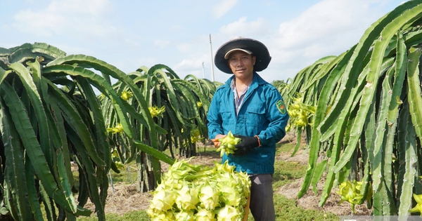 Thanh long Lâm Đồng trước 