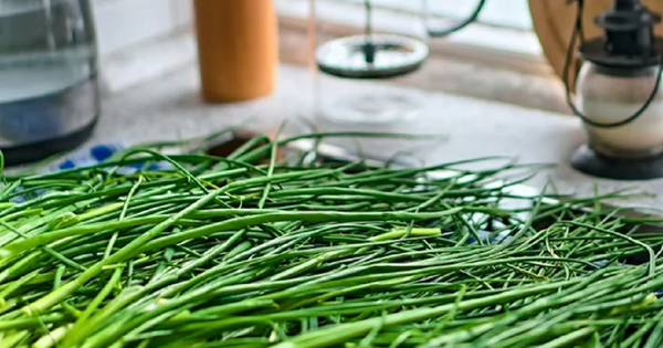 Hái cây “đẹp mắt” vì tưởng rau quý, gia đình 3 người suýt mất mạng sau bữa ăn