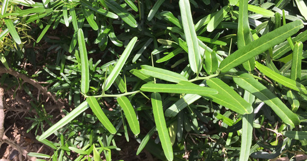 Ngỡ là cây dại ven đường, ai ngờ phần rễ bán tới 10 triệu/kg, vẫn có người mua