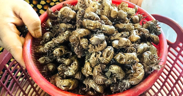 Thứ tưởng vô dụng trong rừng bất ngờ được săn lùng với giá gần 2 triệu đồng/kg, dân thi nhau đi nhặt