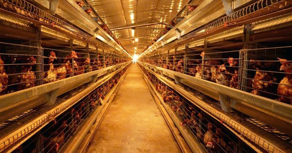 Mô hình nuôi gà công nghệ cao giúp người dân Quảng Trị thu tiền tỷ mỗi tháng