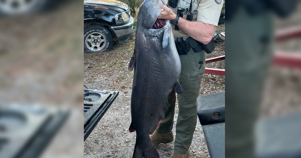 Người đàn ông câu được con cá trê nặng 34,6 kg trên sông