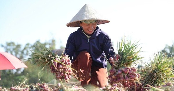 Nông dân Quảng Ngãi thu lãi lớn nhờ hành tím được mùa, được giá