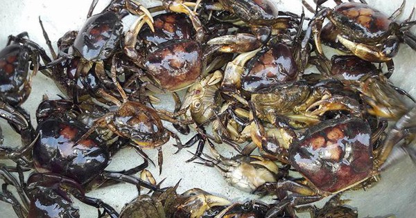 Cua đồng – món ăn dân dã quen thuộc ngày hè tốt cho xương