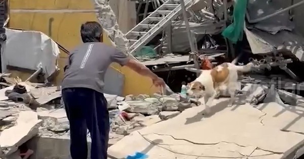 Chú chó sống sót, bất ngờ chui ra khỏi tòa nhà bị sập