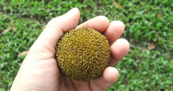 Loại quả quê nhìn lạ mắt mọc bờ rào nay 