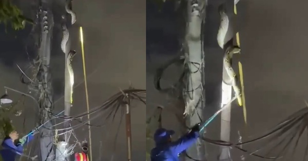 Nhìn lên cột điện, người dân bắt gặp cảnh tượng bất ngờ