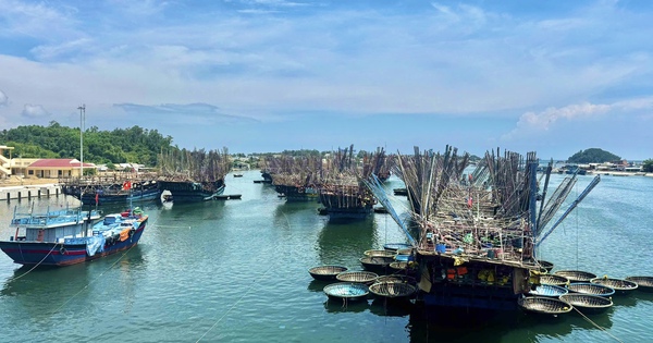 Giá mực xà cao chưa từng có, nhiều tàu cá Quảng Ngãi thu bạc tỷ sau chuyến biển