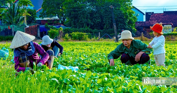Về Thuận Nghĩa để nghe chuyện trồng rau trở thành chuyện du lịch