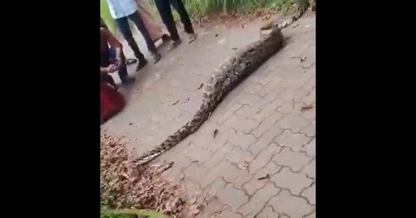 Đang đi bộ, người dân bắt gặp cảnh tượng đáng sợ trên đường
