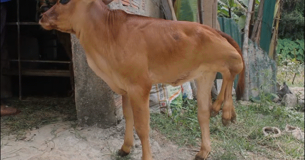 Clip: Cận cảnh con bê 6 chân ở Hà Tĩnh khiến nhiều người hiếu kỳ tới xem