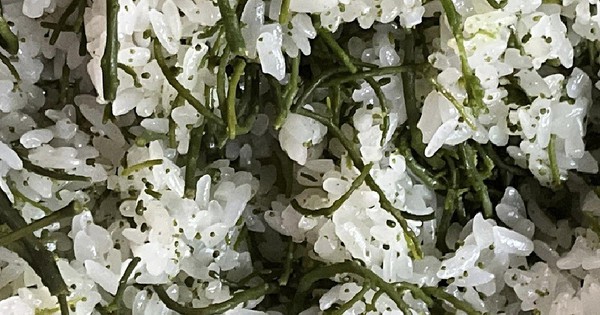 Loại hoa rừng giá đến 300.000 đồng/kg, là đặc sản ít người biết