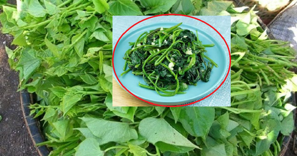 Loại rau mọc nhanh như cỏ được ví như