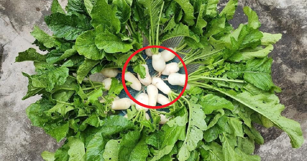 Ăn 1 mớ rau này như 