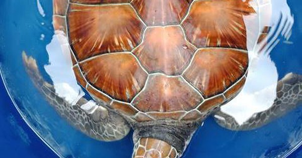 Huế: Ngư dân giải cứu con rùa quý hiếm bị mắc vào nò sáo