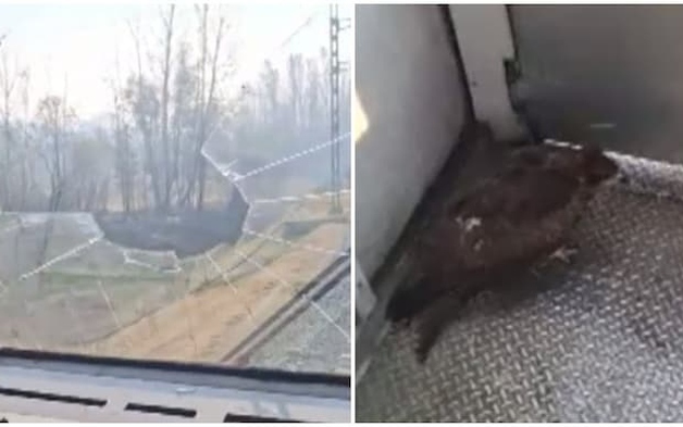 Đại bàng đâm vỡ kính chắn gió tàu hỏa, lái tàu bị thương