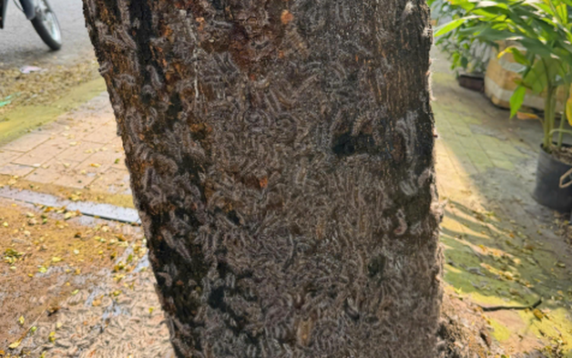 Rợn người với cảnh tượng sâu lạ bám chi chít trên thân cây, tràn cả vào nhà dân